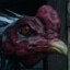 ไก่ ดำ ใหญ่