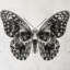 butter FLY
