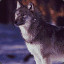 The Millenium Wolf