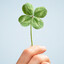Miweq the Lucky