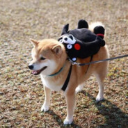 AA钢材批发吕姐