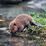 BeaveR