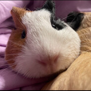 Guinea Pig