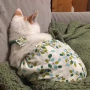 𝓢𝓮𝓻𝓮𝓲𝓷