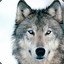 whitewolf147