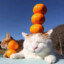 cat with 3 tangerines on head