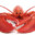 1obster