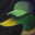 S² avatar