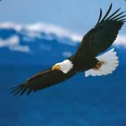 Eagle - steam id 76561197960410233
