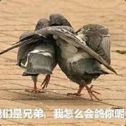 鸽市代表鸽某人