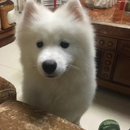 爱吃肥肉的妞妞