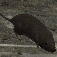 Halo3Rat