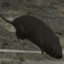 Halo3Rat