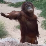 the one and only macaquinho avatar