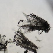 NeuRon
