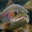 Guilty Trout
