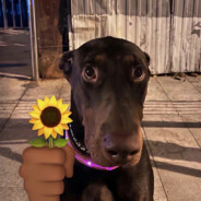 岛城第一突破手