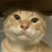 最好的哈气使用者