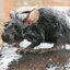 DrownedRat\