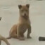 泰裤辣