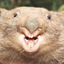 Big Juicy Wombat