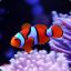 Clownfish