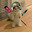 Cat | t4nesk0