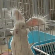 AAA海滩专业大厨叶师傅