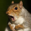squirrel nuts