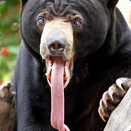 CHIPOTAL SOUTH.SWЯT