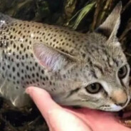 Володя Бацыла