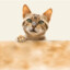 Gatito Muerde chichis