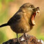 Birdmonkey