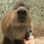 CAPYBARA