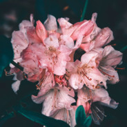 小绵羊的酸奶盖