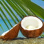 Cocos_AoS