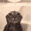 wetcat