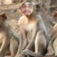 sevdam_bafra_55