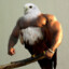 Dwayne The Hawk Johnson