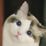 whm的奶味大咪咪~