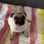catalin