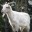 Gamergoat