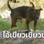 KingYedThailand