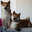 Shiba