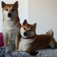 Shiba