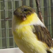 糕手（低谷期版）