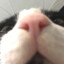 El Gato