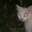 怪猫