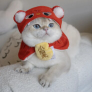 Guffy1K Uchihaᵛᵃᶜ