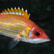 Longjaw Squirrelfish avatar